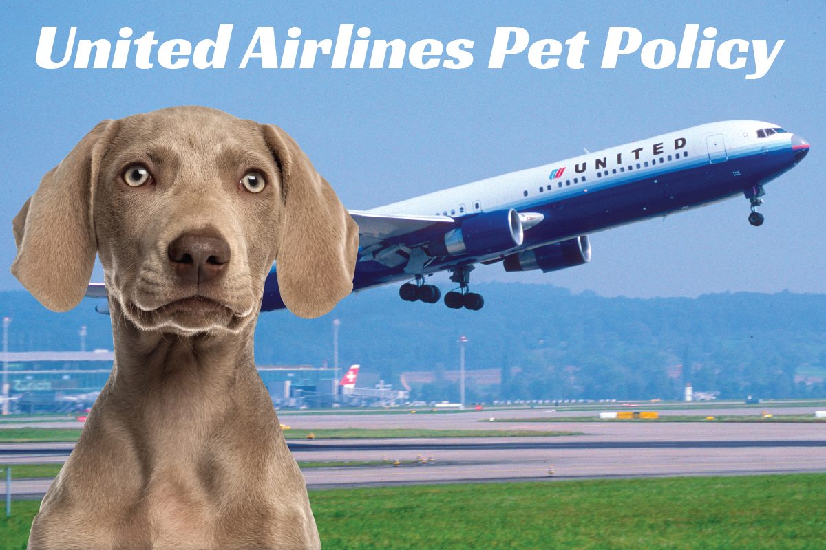 United Airlines Pet Policy How to Fly With Your Pet CertaPet®