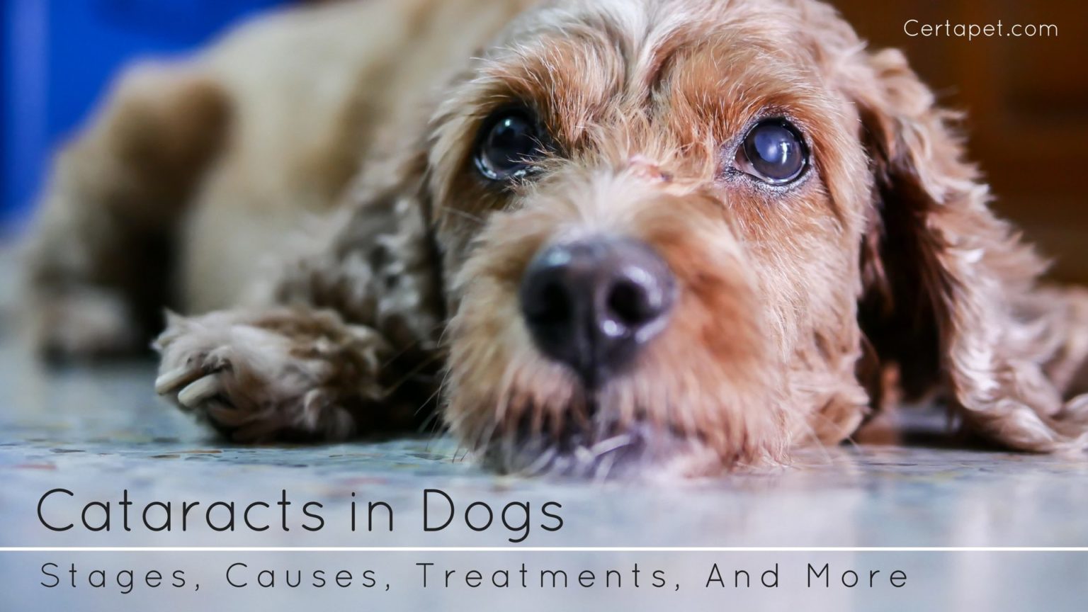 Cataracts in Dogs Stages, Causes, Treatments, And More CertaPet