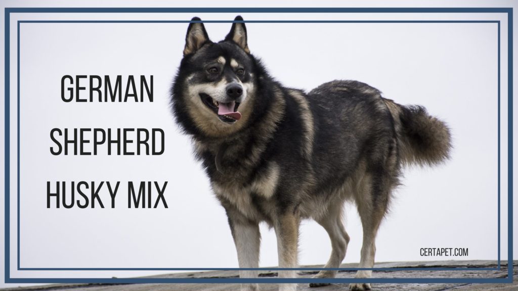 mix between husky and german shepherd