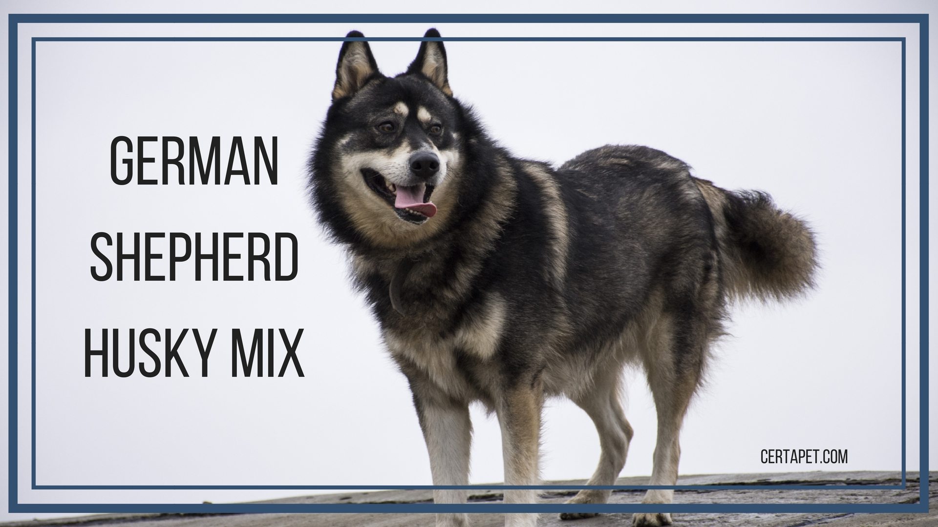 husky german shepherd malamute mix