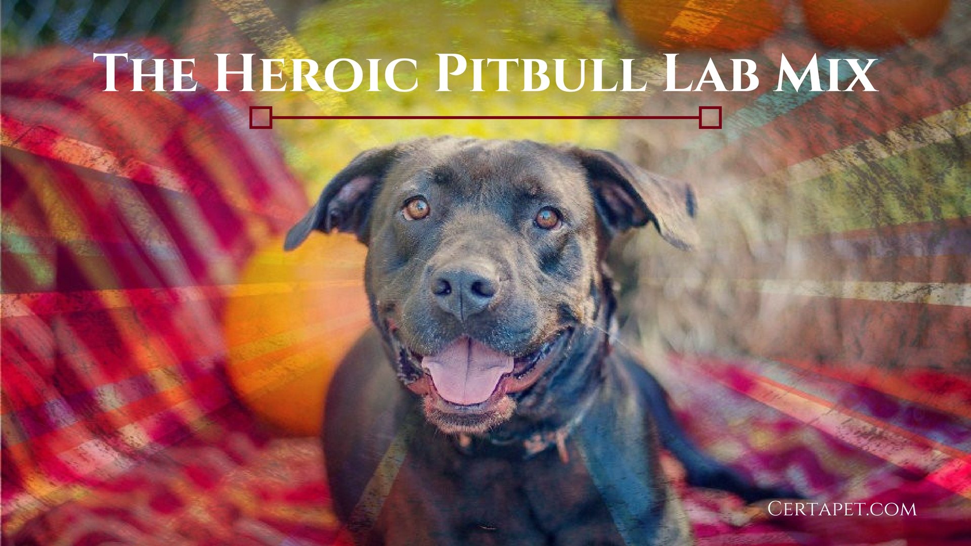 pitbull and lab puppies