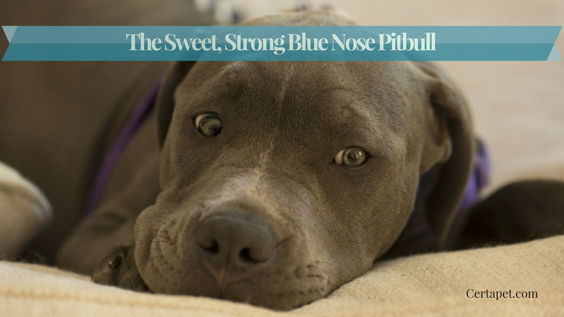 American Pit Bull Terrier Dog Breed Everything About The Pit Bull