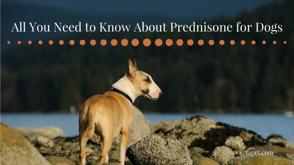 All You Need To Know About Prednisone For Dogs Certapet