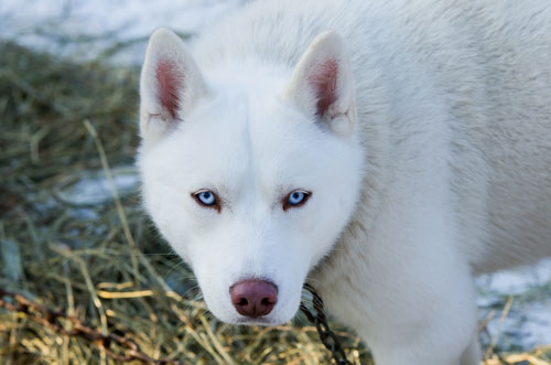 albino husky