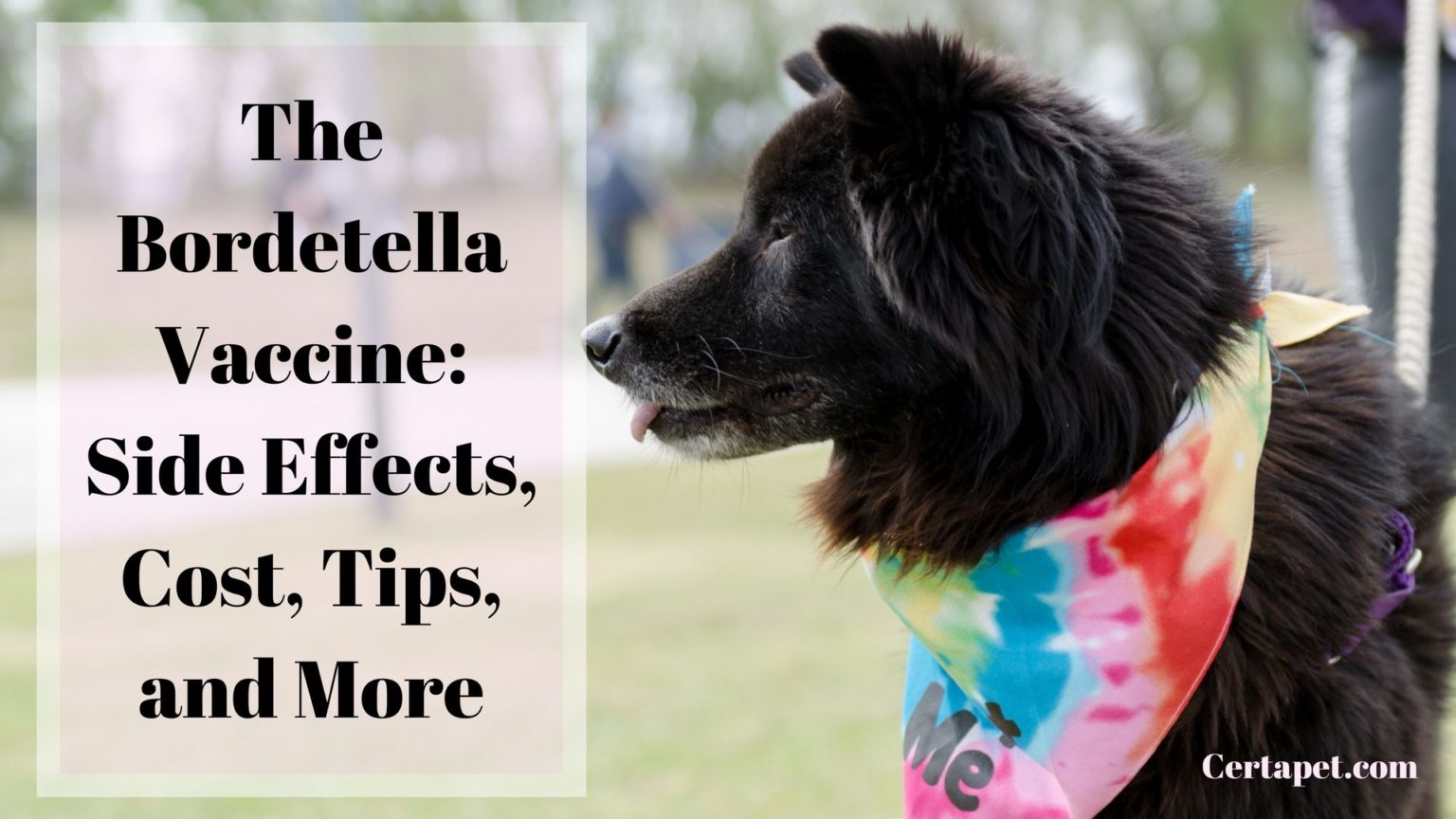 The Bordetella Vaccine: Side Effects, Cost, Tips and, More | CertaPet