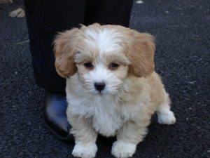 Teacup shih poo