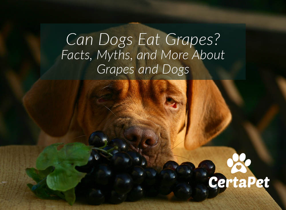Can Dogs Eat Grapes? Facts, Myths, And 