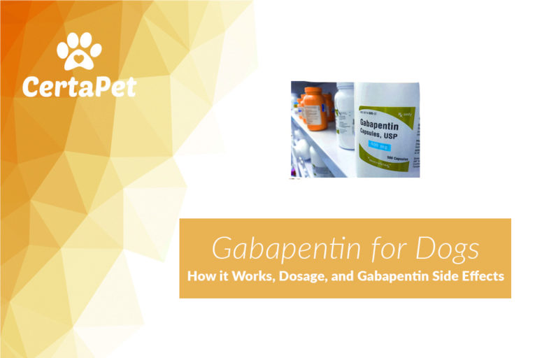 Gabapentin for Dogs How it Works, Dosage, and Side Effects CertaPet