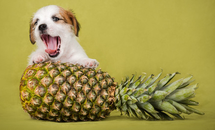 Can Dogs Eat Pineapple The Facts And Myths About Pineapple For Dogs