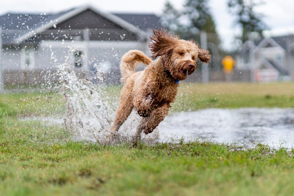 puppy jumps into puddle during rain