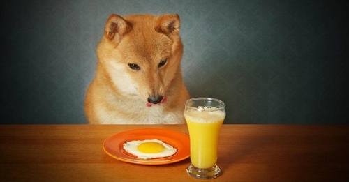 can you give a dog eggs