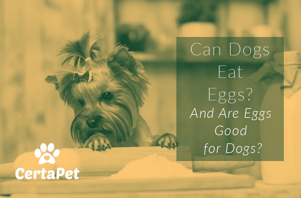 is egg ok for dogs