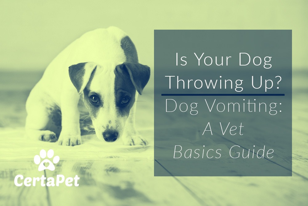 dog is vomiting yellow liquid and has diarrhea