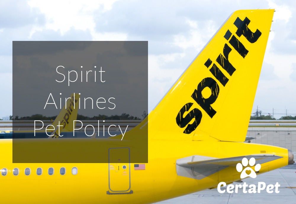 Emotional support sale dog spirit airlines