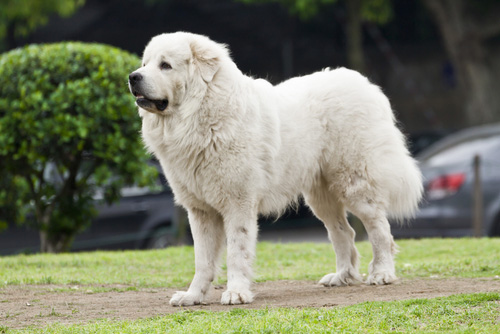 great pyrenees dog breeds