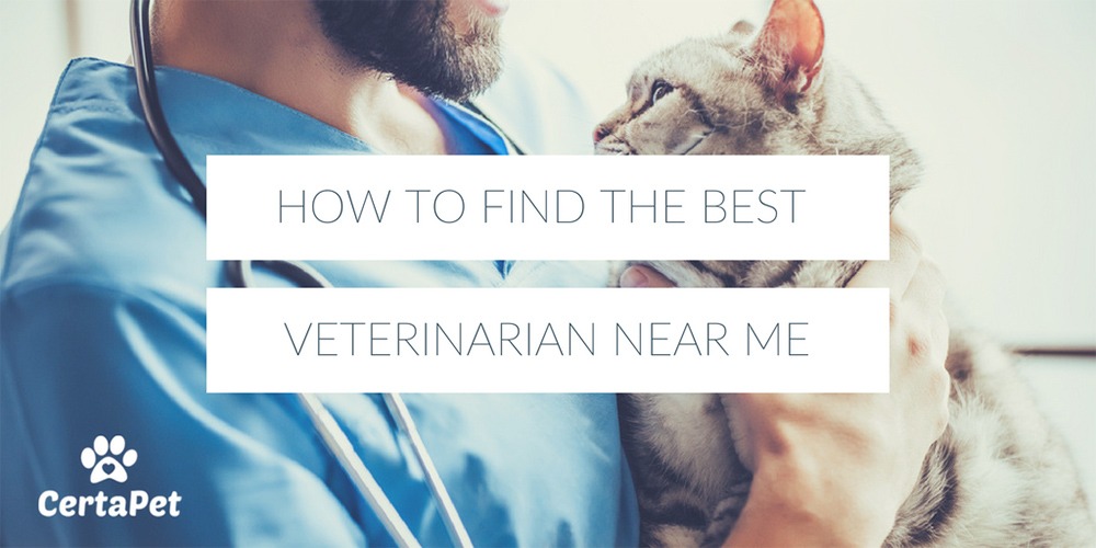 How To Find The Best Veterinarian Near Me Certapet