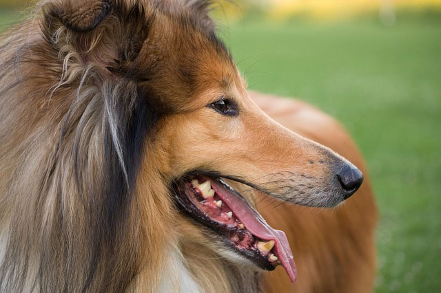 lassie dog type