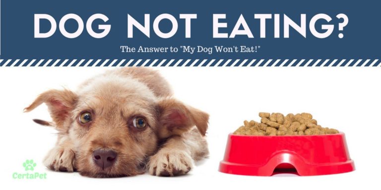 why-is-my-dog-not-eating-the-top-6-reasons-certapet