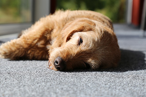 canine lethargy and loss of appetite