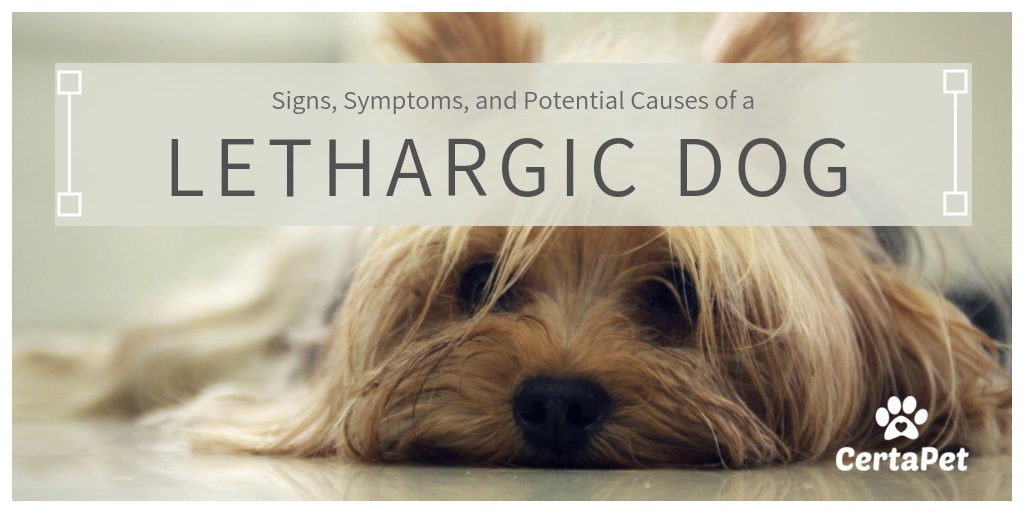 dog nauseous and lethargic