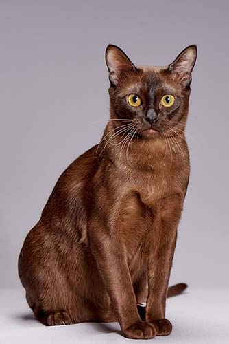 pedigree burmese cat breeders
