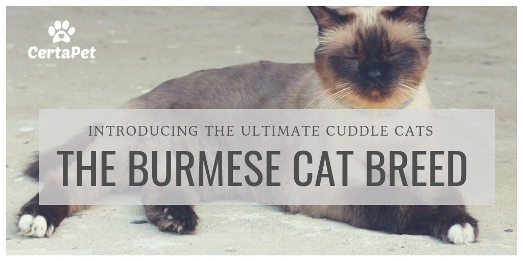 pedigree burmese cat breeders