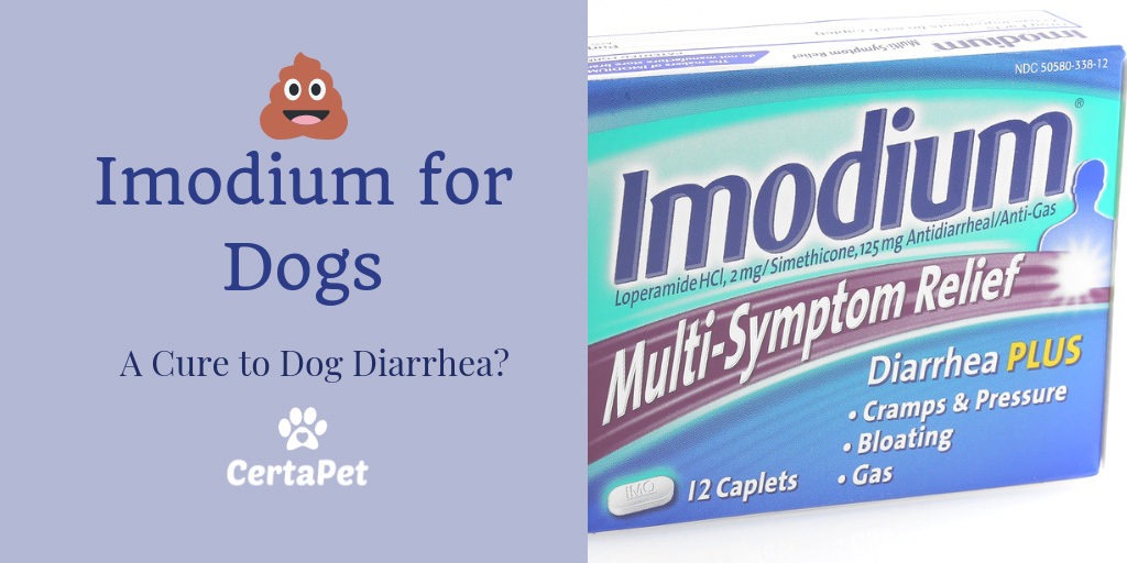 dog diarrhea medicine