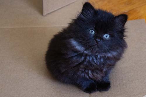 long haired black kittens for sale