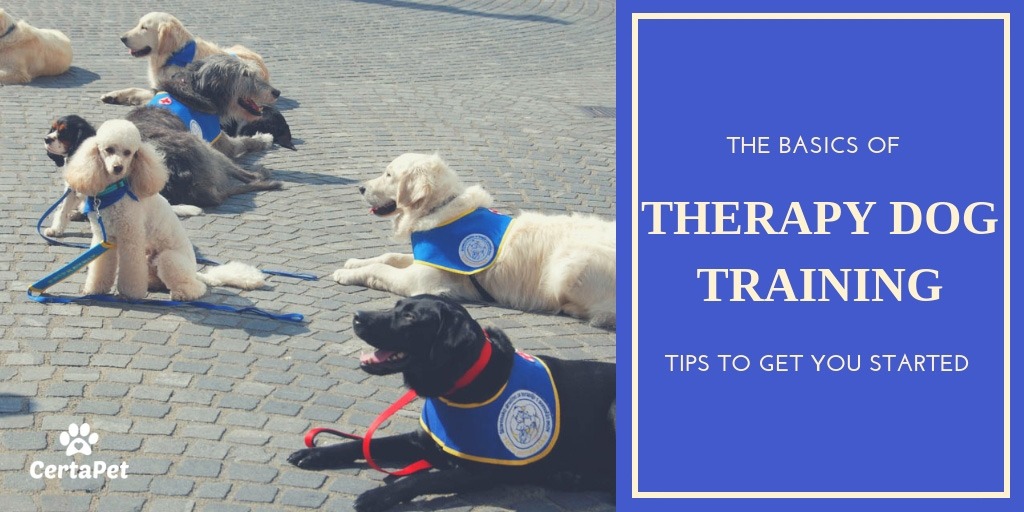 how to train a therapy dog