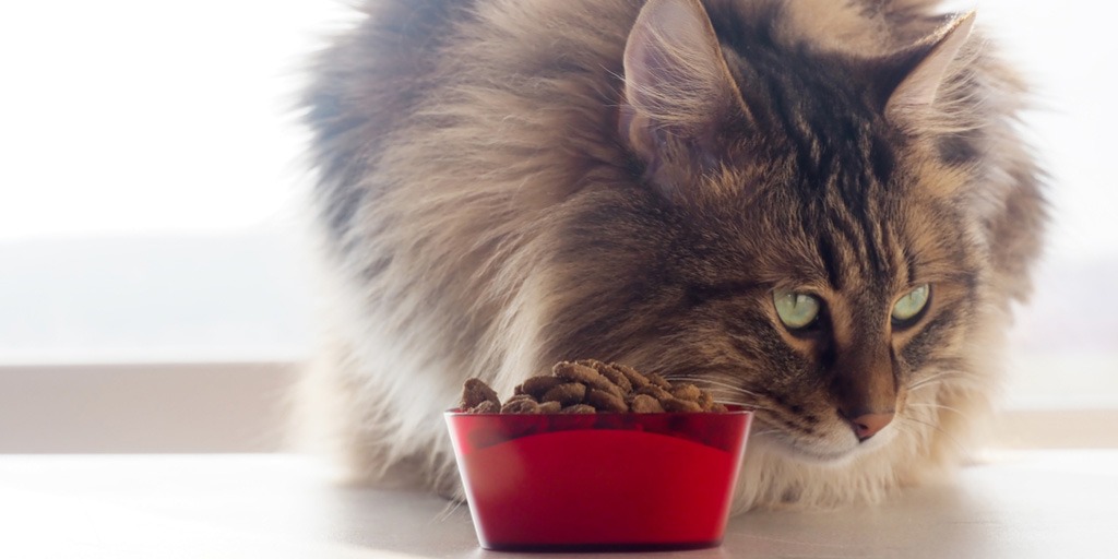 Cat Not Eating? 10 Probable Reasons Why | CertaPet