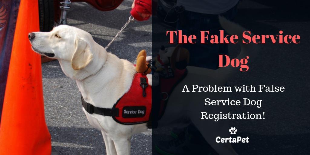 Fake Service Dog Registration: Beware of This Popular Scam CertaPet®