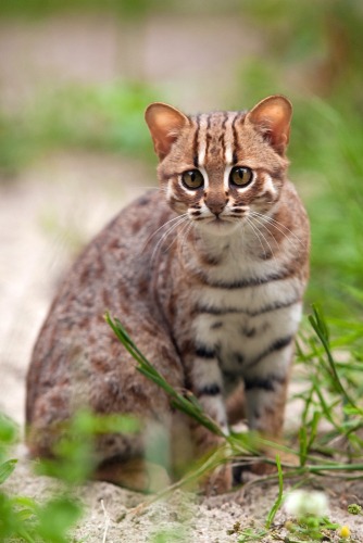 rusty spotted cat as pet