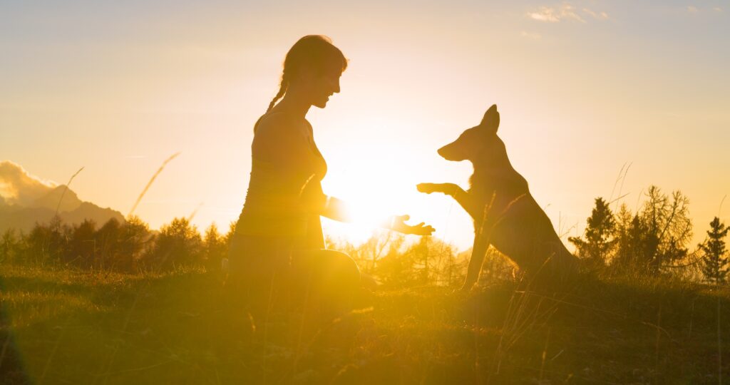 dog gives paw to his smiling owner in golden light