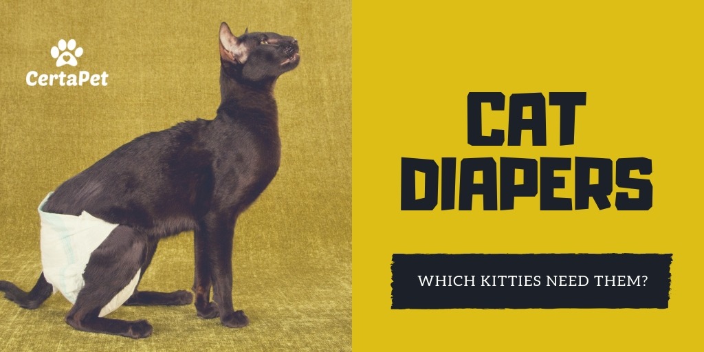 cat diapers
