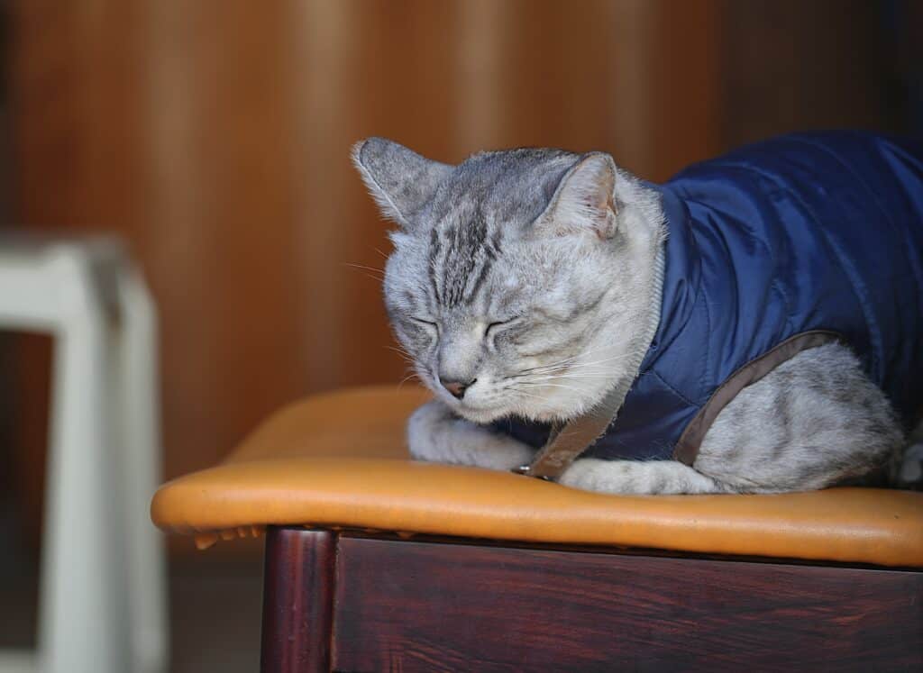 Do Emotional Support Cats Really Need a Vest