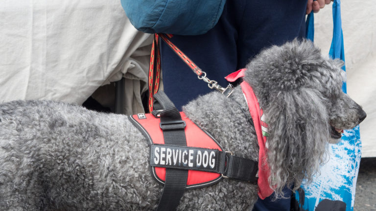 service-dog-texas-certapet