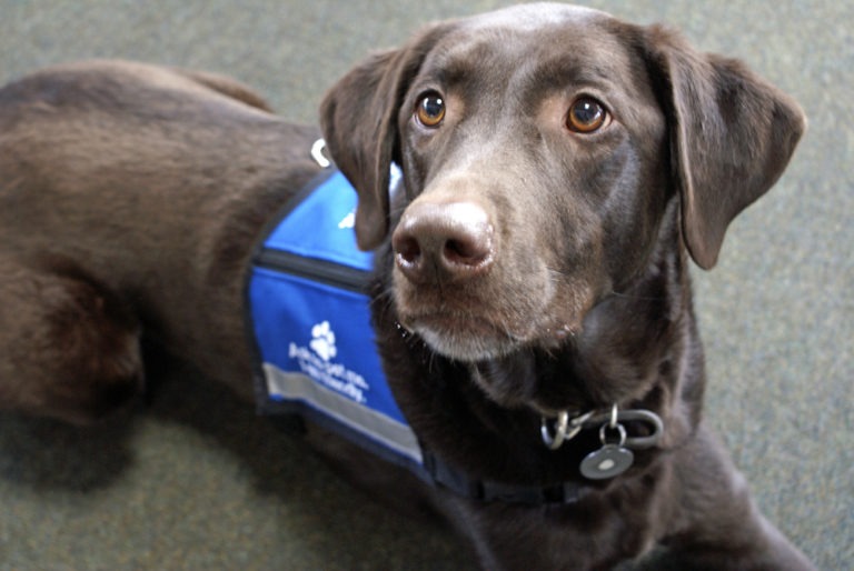 Service Dog for Anxiety CertaPet®