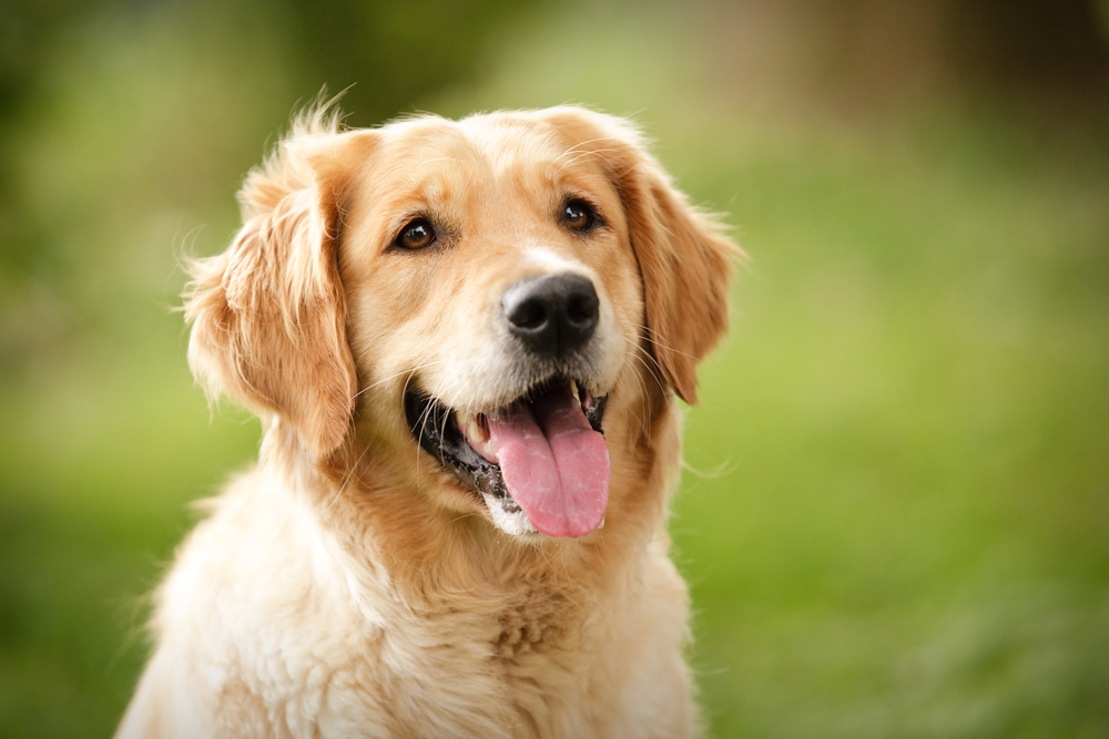 are golden retrievers good emotional support dogs